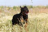 BEAUCERON 279